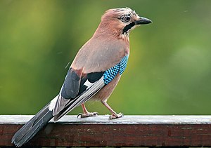 300px-Garrulus_glandarius_B_Luc_Viatour