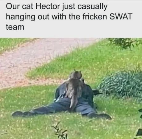 swat