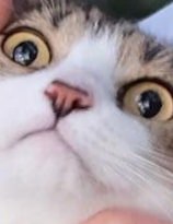 catwat