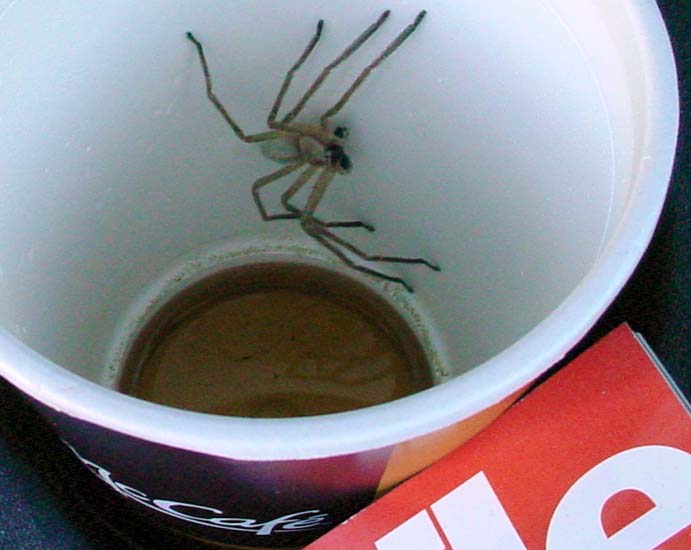 giant_crab_spider_jon
