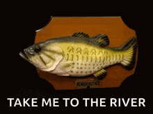 funny-fish