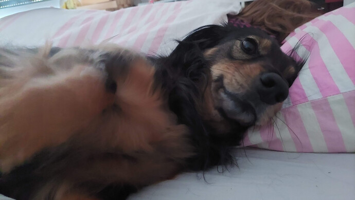 Ein Hund im Bett!?