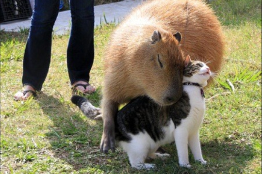 cat_and_capybara