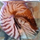 Cynomys_Xylocarpis