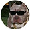 Wardoggi